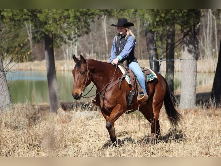 American Quarter Horse Gelding 9 years Roan-Bay in Clarion, PA
