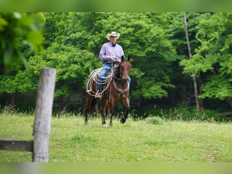 American Quarter Horse Gelding 9 years Roan-Bay in Needmore, PA