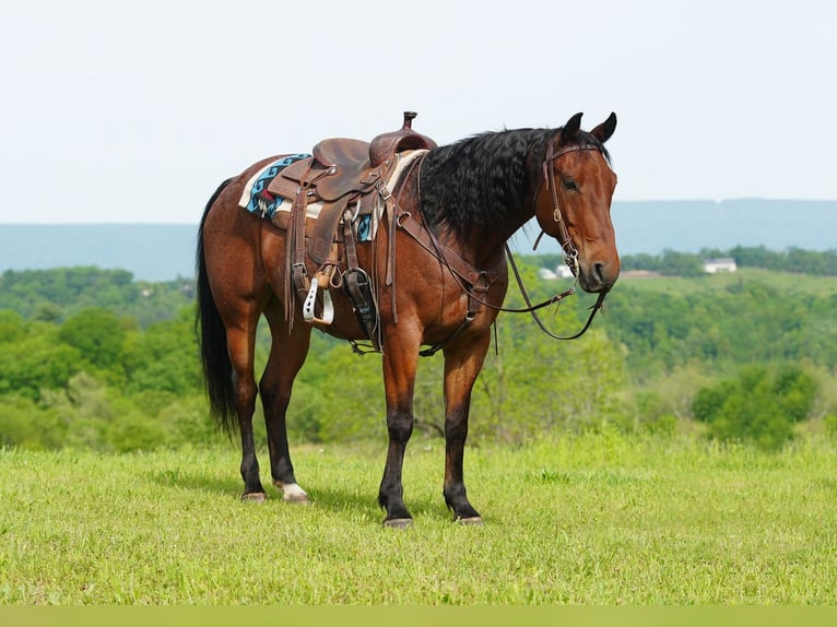 American Quarter Horse Gelding 9 years Roan-Bay in Needmore, PA