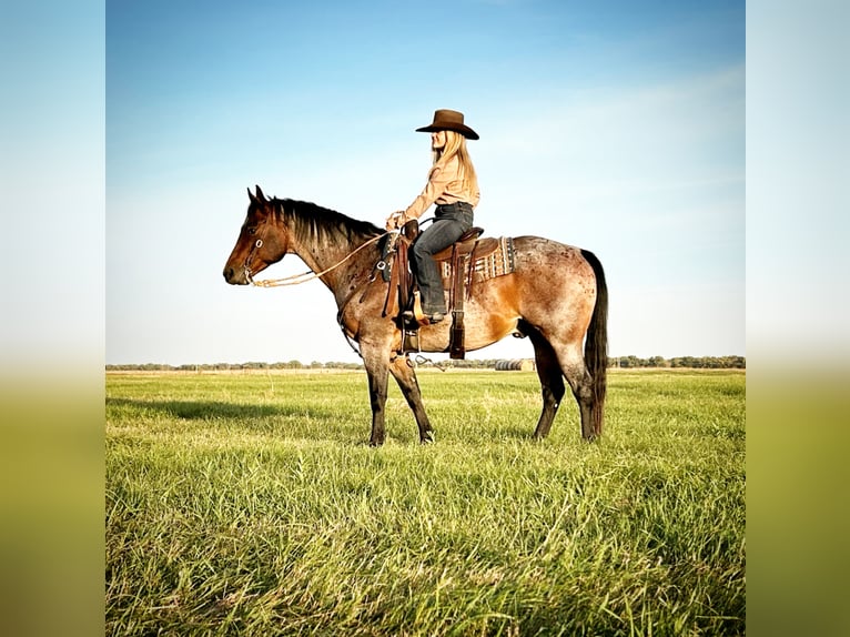 American Quarter Horse Gelding 9 years Roan-Bay in Grand Island, NE