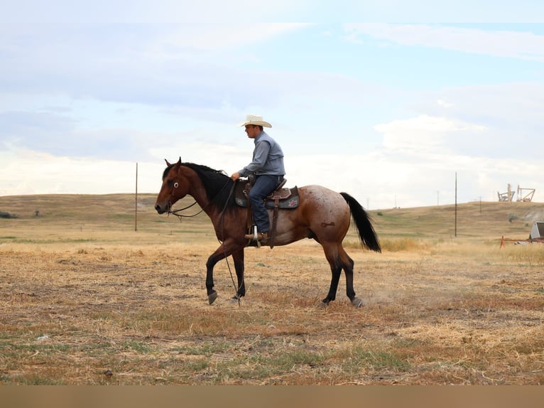 American Quarter Horse Gelding 9 years Roan-Bay in Perkins