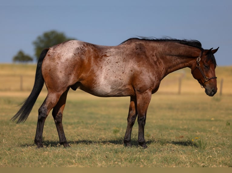 American Quarter Horse Gelding 9 years Roan-Bay in Perkins