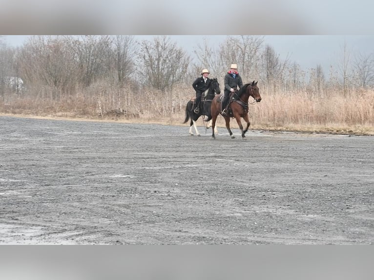 American Quarter Horse Mix Gelding 9 years Roan-Bay in Howard, PA