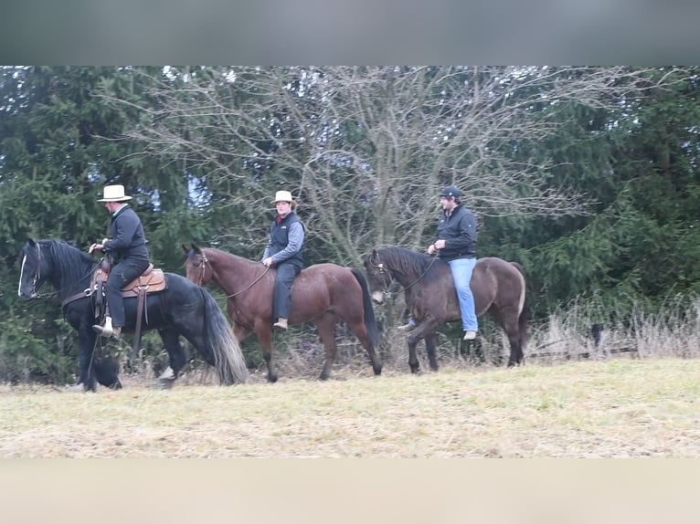 American Quarter Horse Mix Gelding 9 years Roan-Bay in Howard, PA