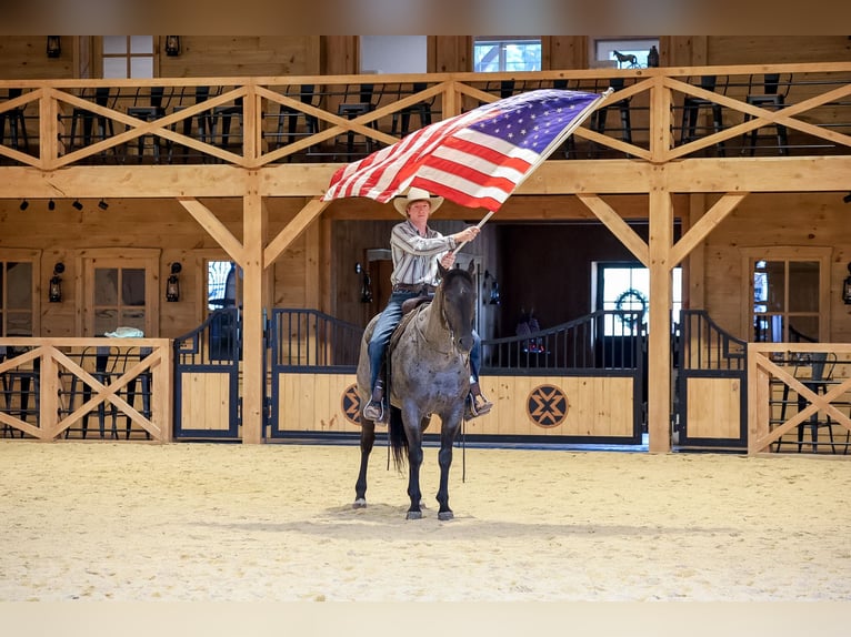 American Quarter Horse Gelding 9 years Roan-Blue in Needmore