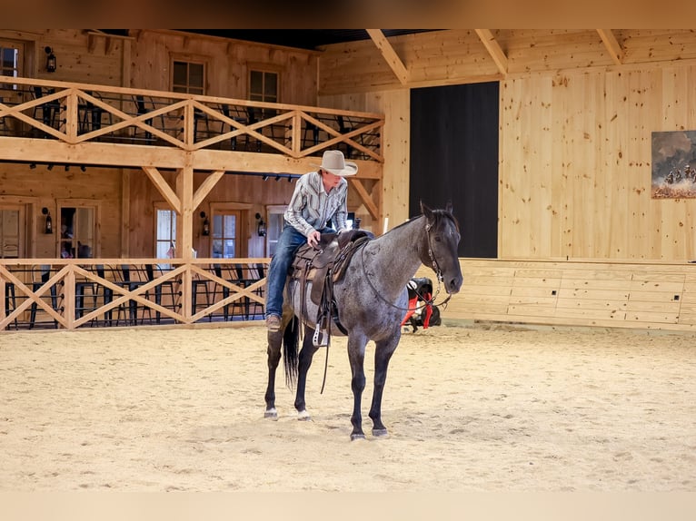 American Quarter Horse Gelding 9 years Roan-Blue in Needmore