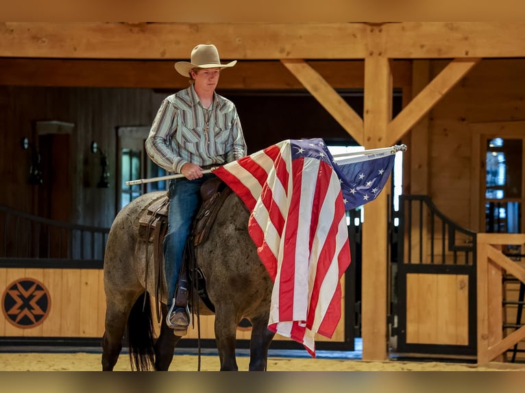 American Quarter Horse Gelding 9 years Roan-Blue in Needmore