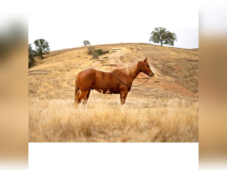 American Quarter Horse Gelding 9 years Roan-Red in Brodhead KY