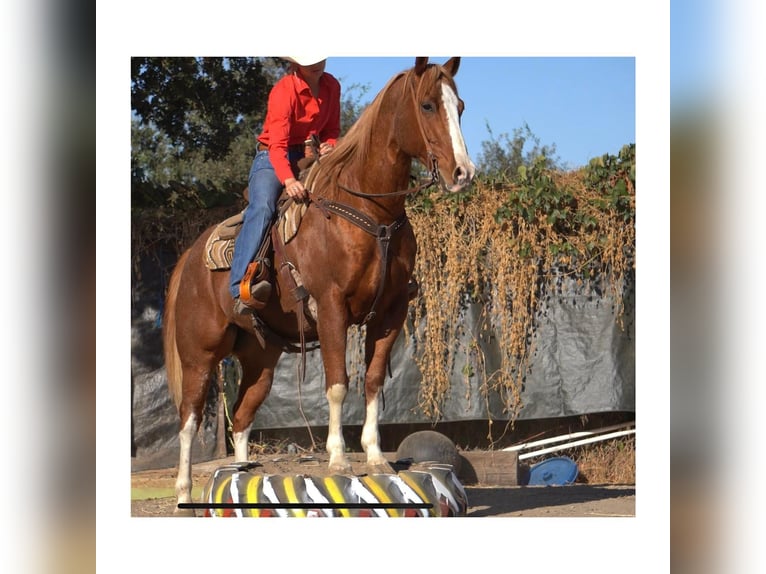 American Quarter Horse Gelding 9 years Roan-Red in Brodhead KY
