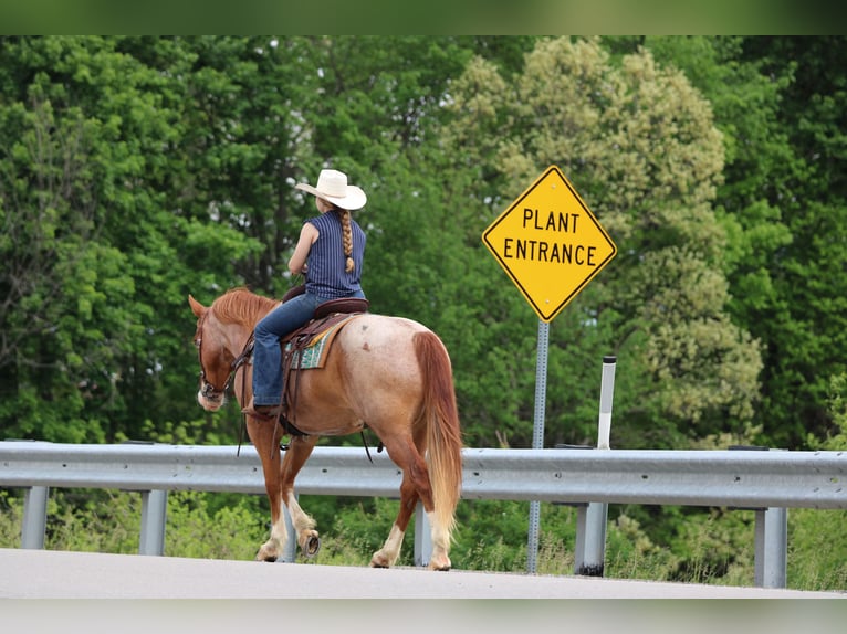 American Quarter Horse Gelding 9 years Roan-Red in Clarion