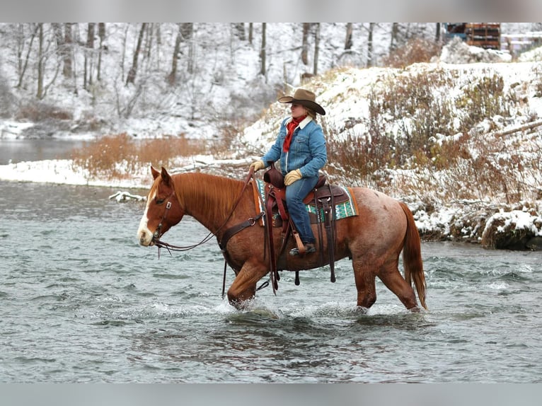 American Quarter Horse Gelding 9 years Roan-Red in Clarion
