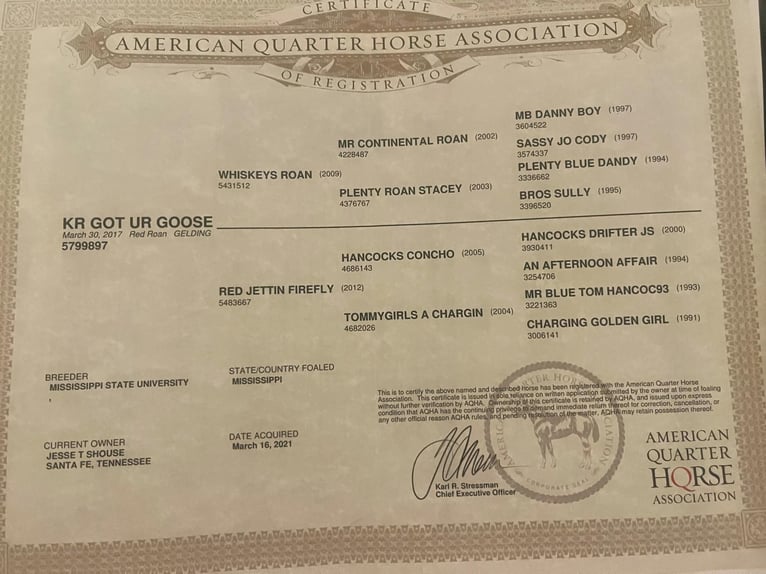 American Quarter Horse Gelding 9 years Roan-Red in Santa Fe, TN