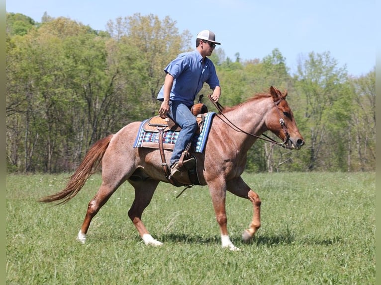 American Quarter Horse Gelding 9 years Roan-Red in Somerset KY