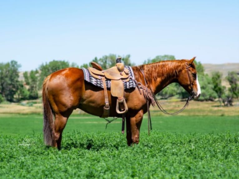 American Quarter Horse Gelding 9 years Sorrel in Buffalo WY