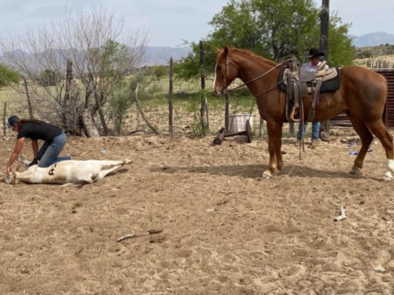 American Quarter Horse Gelding 9 years Sorrel in Buffalo WY