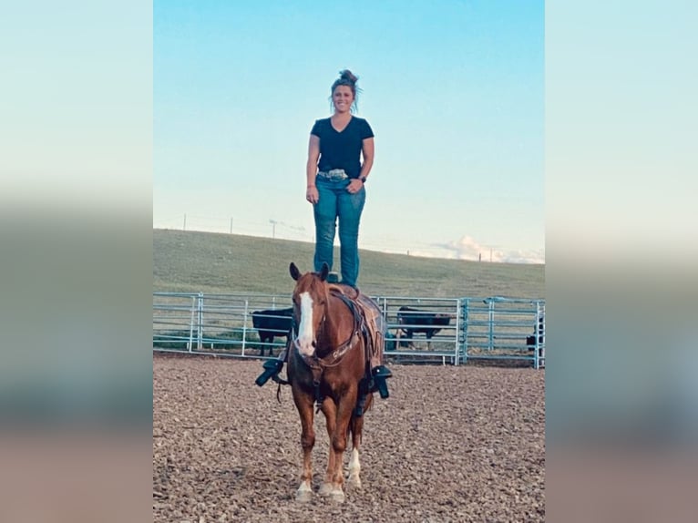 American Quarter Horse Gelding 9 years Sorrel in Buffalo WY