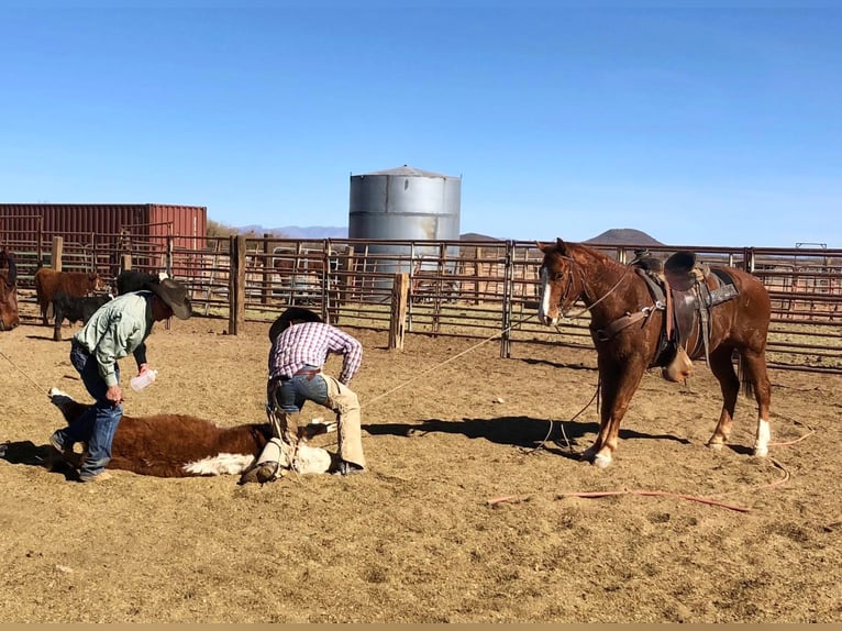 American Quarter Horse Gelding 9 years Sorrel in Buffalo WY