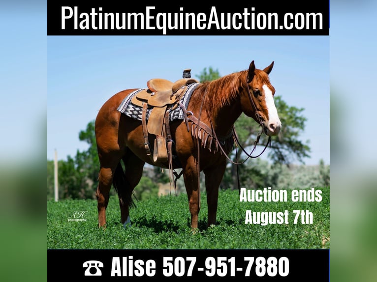 American Quarter Horse Gelding 9 years Sorrel in Buffalo WY