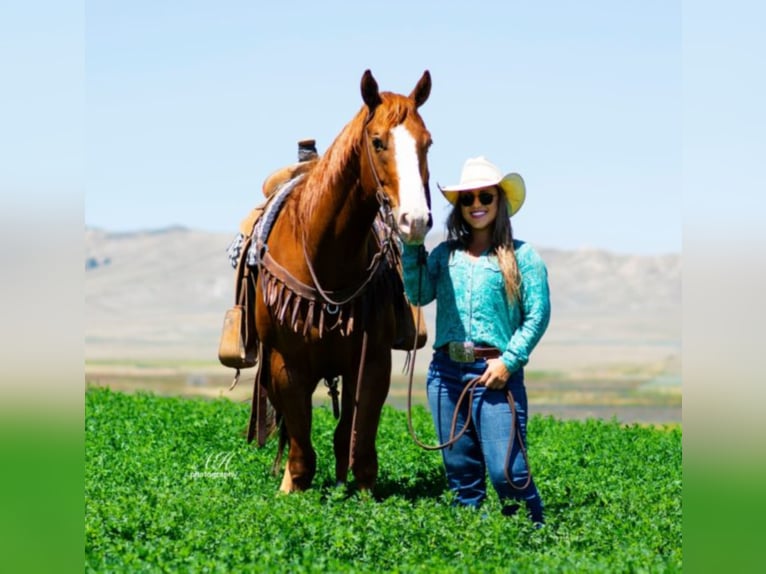 American Quarter Horse Gelding 9 years Sorrel in Buffalo WY