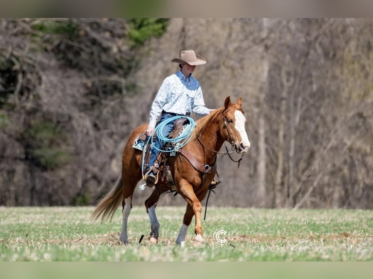 American Quarter Horse Gelding 9 years Sorrel in Boyceville, WI
