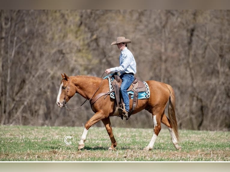 American Quarter Horse Gelding 9 years Sorrel in Boyceville, WI