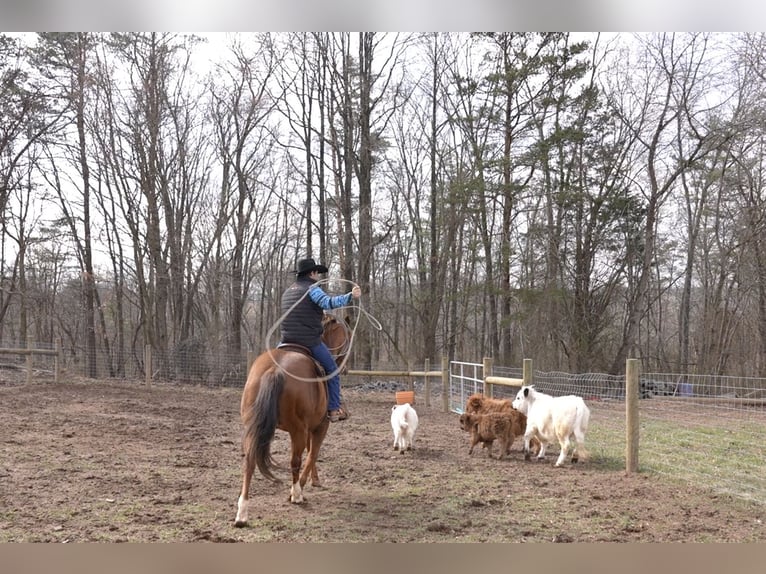 American Quarter Horse Gelding 9 years Sorrel in Needmore, PA