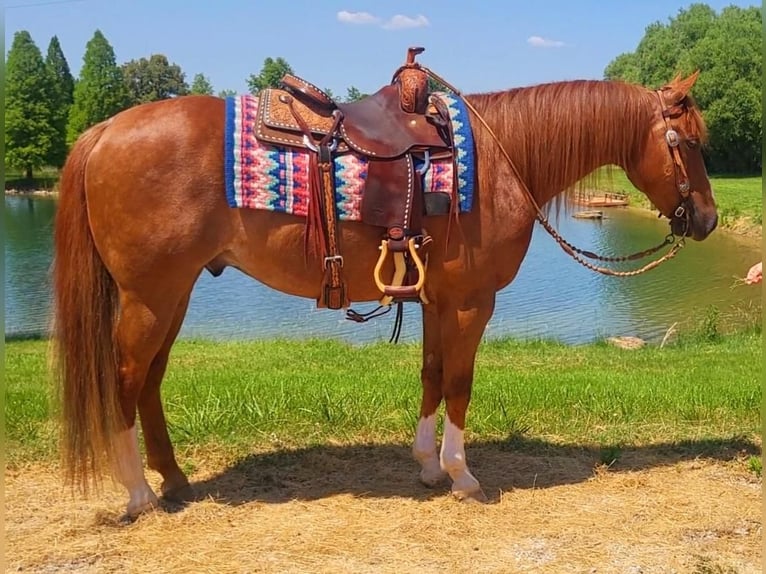 American Quarter Horse Gelding 9 years Sorrel in Robards, KY