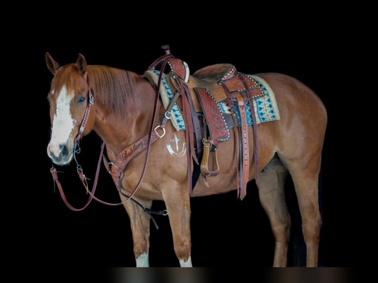 American Quarter Horse Gelding 9 years Sorrel in Clarion