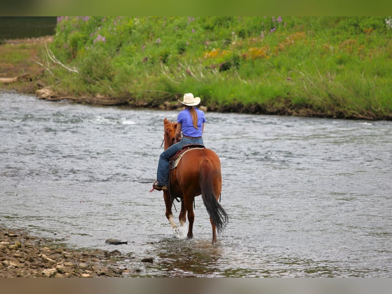American Quarter Horse Gelding 9 years Sorrel in Clarion