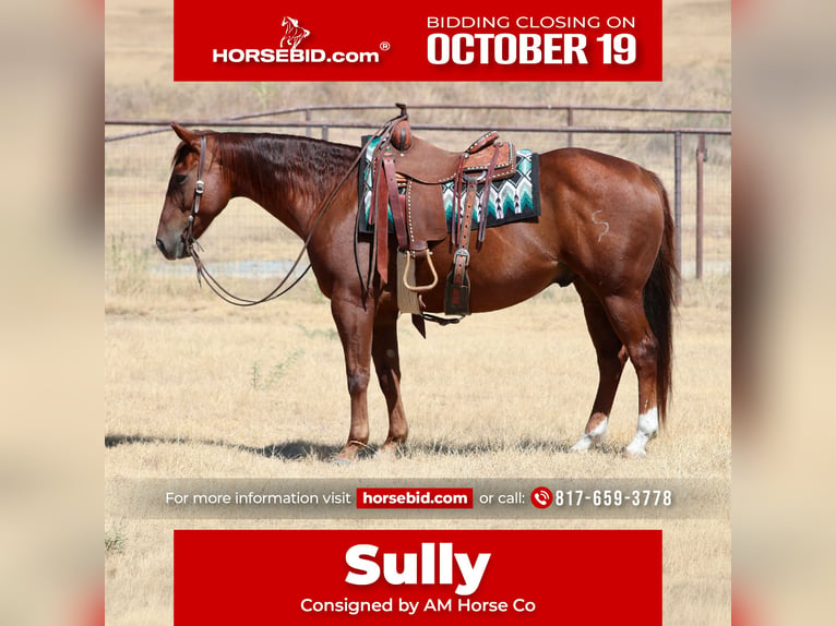 American Quarter Horse Gelding 9 years Sorrel in Mineral Wells