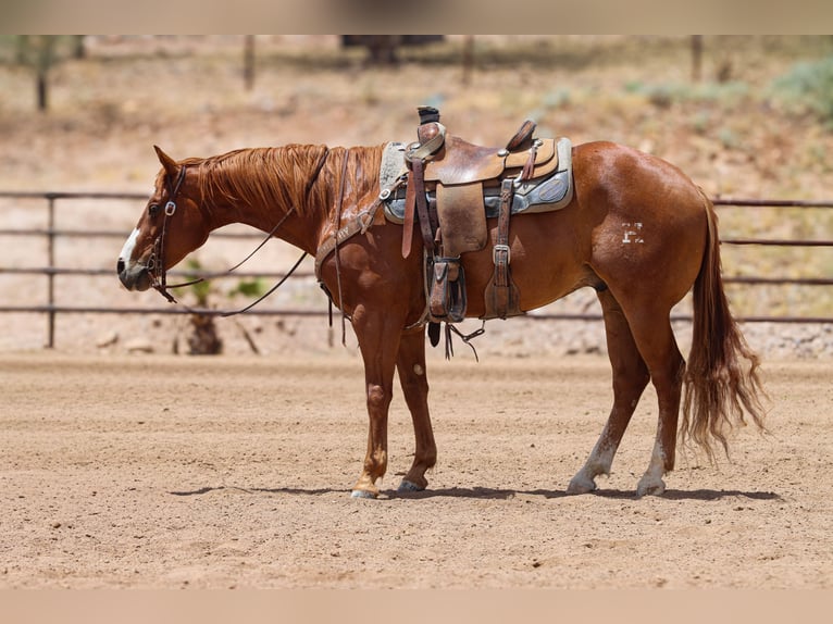 American Quarter Horse Gelding 9 years Sorrel in Wickenburg
