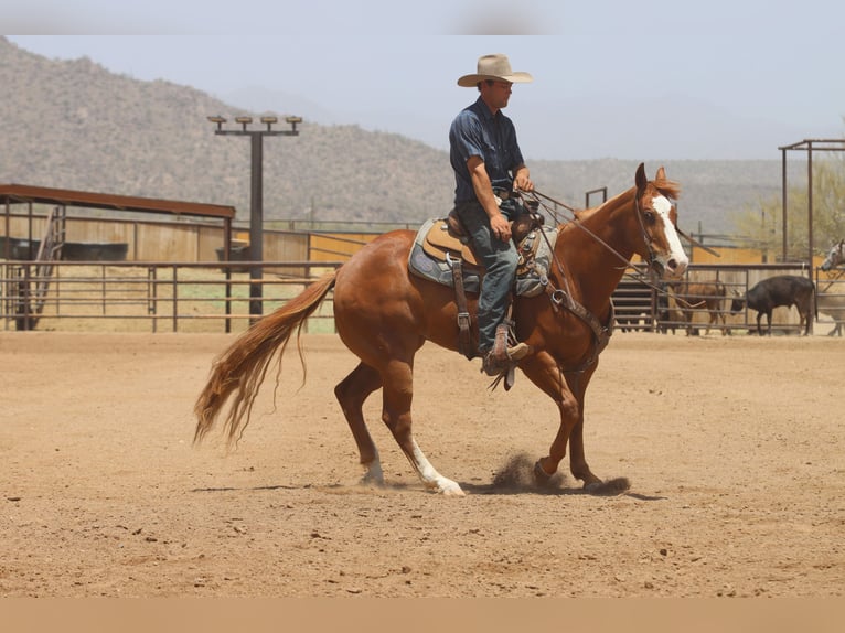 American Quarter Horse Gelding 9 years Sorrel in Wickenburg