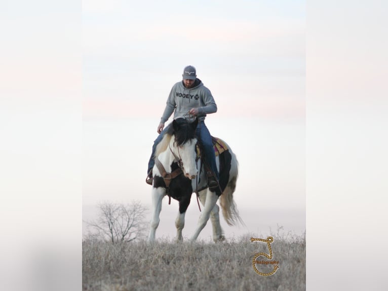 American Quarter Horse Gelding 9 years Tobiano-all-colors in Walkerton IN