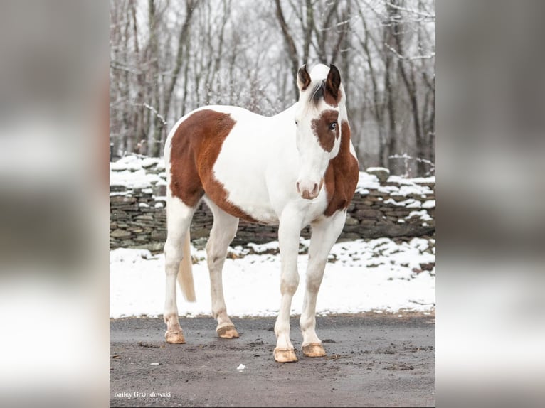 American Quarter Horse Gelding 9 years Tobiano-all-colors in Everette PA15537