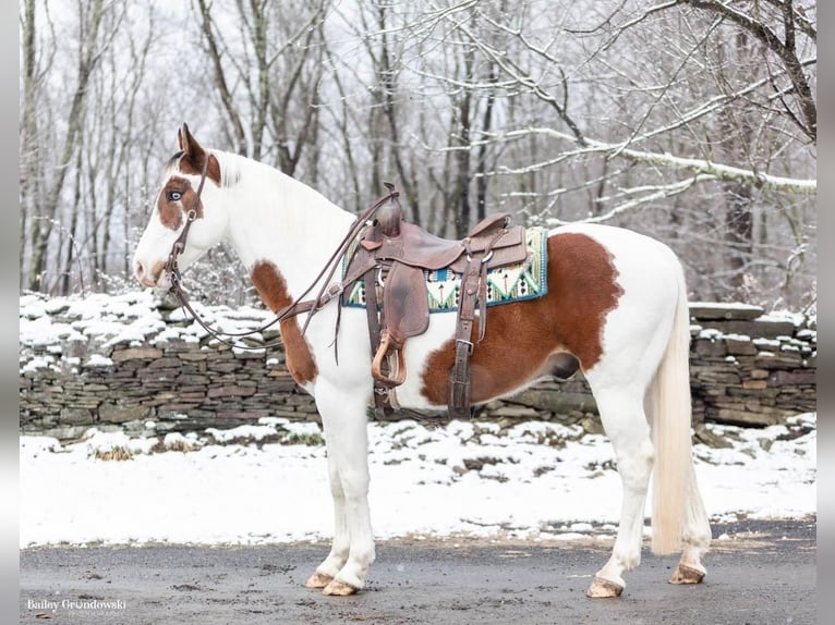 American Quarter Horse Gelding 9 years Tobiano-all-colors in Everette PA15537