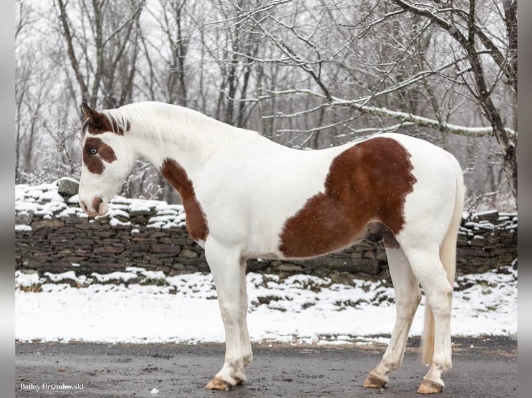 American Quarter Horse Gelding 9 years Tobiano-all-colors in Everette PA15537