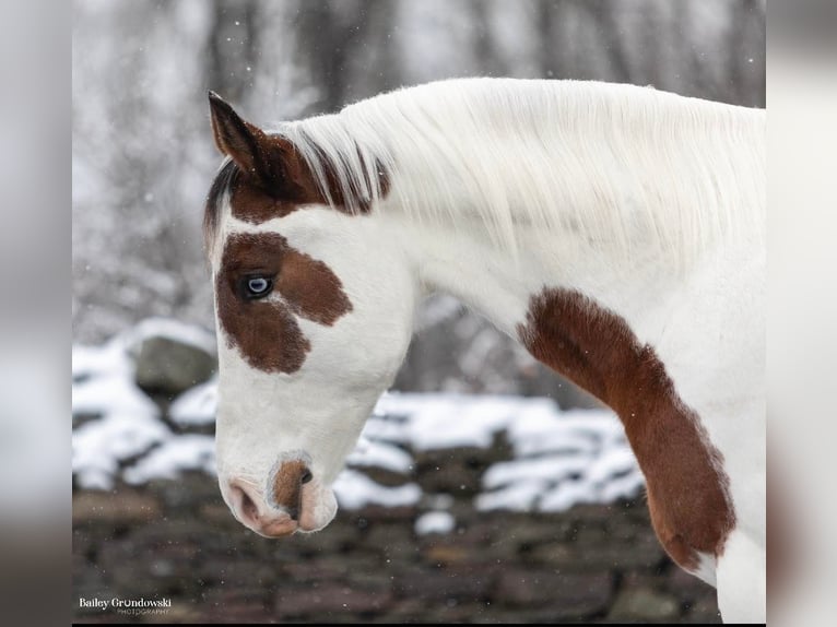 American Quarter Horse Gelding 9 years Tobiano-all-colors in Everette PA15537