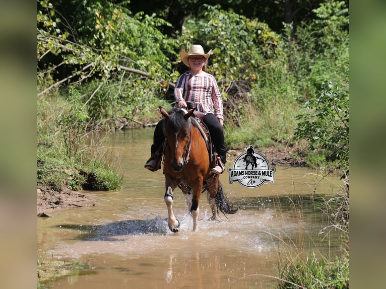 American Quarter Horse Gelding 9 years Tobiano-all-colors in Far Hills
