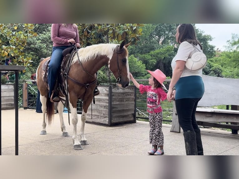 American Quarter Horse Gelding 9 years Tobiano-all-colors in Weatherford TX