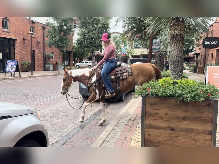 American Quarter Horse Gelding 9 years Tobiano-all-colors in Weatherford TX