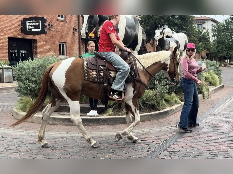 American Quarter Horse Gelding 9 years Tobiano-all-colors in Weatherford TX