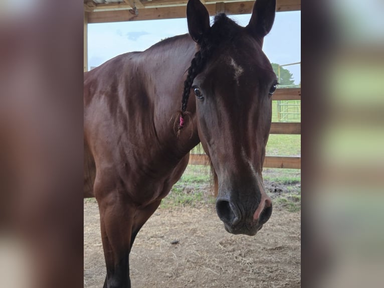 American Quarter Horse Mix Gelding 9 years in Huntsville
