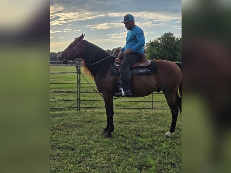 American Quarter Horse Mix Gelding 9 years in Huntsville