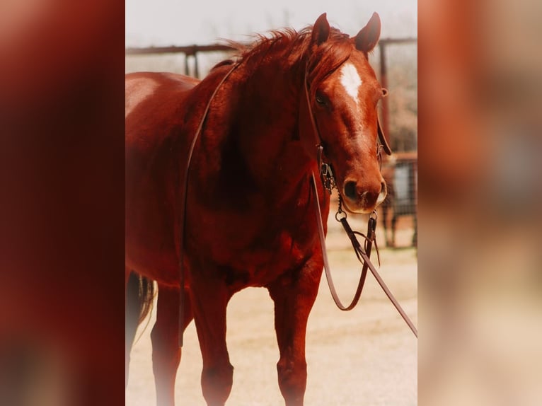 American Quarter Horse Gelding 9 years in Stephenville TX