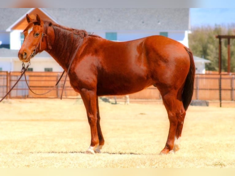 American Quarter Horse Gelding 9 years in Stephenville TX