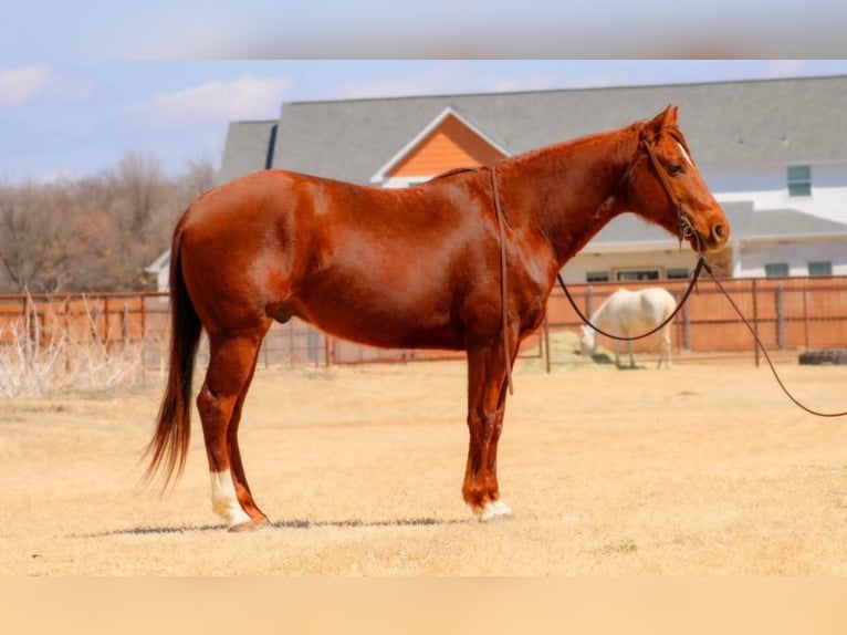 American Quarter Horse Gelding 9 years in Stephenville TX