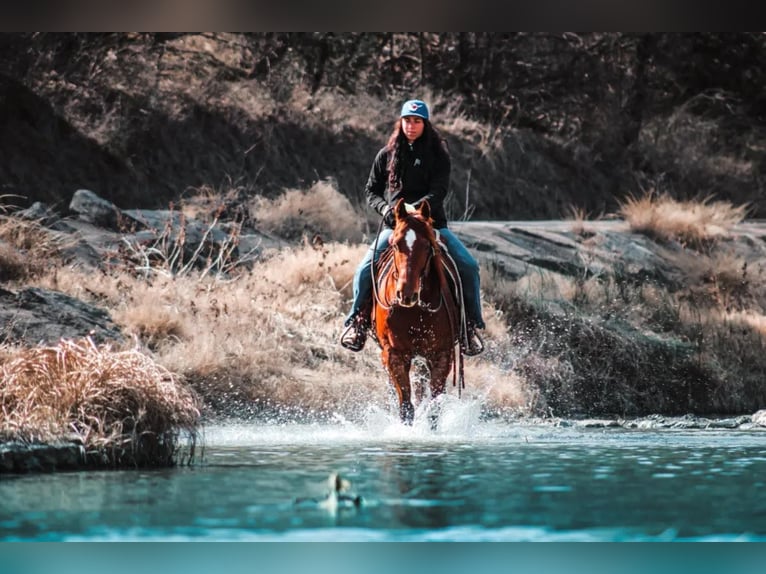 American Quarter Horse Gelding 9 years in Stephenville TX