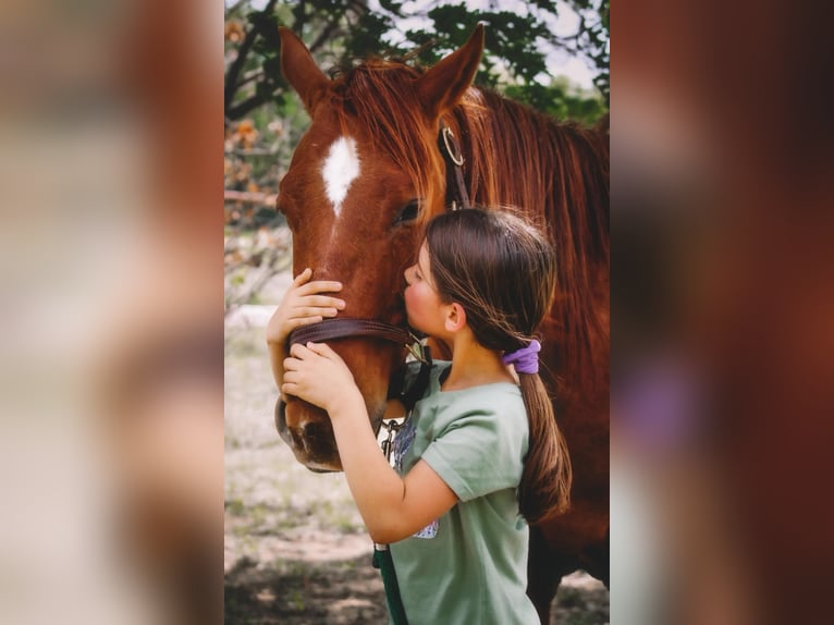 American Quarter Horse Gelding 9 years in Stephenville TX