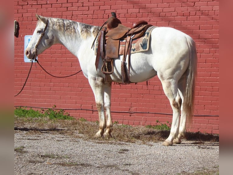 American Quarter Horse Gelding 9 years White in RUSK TX