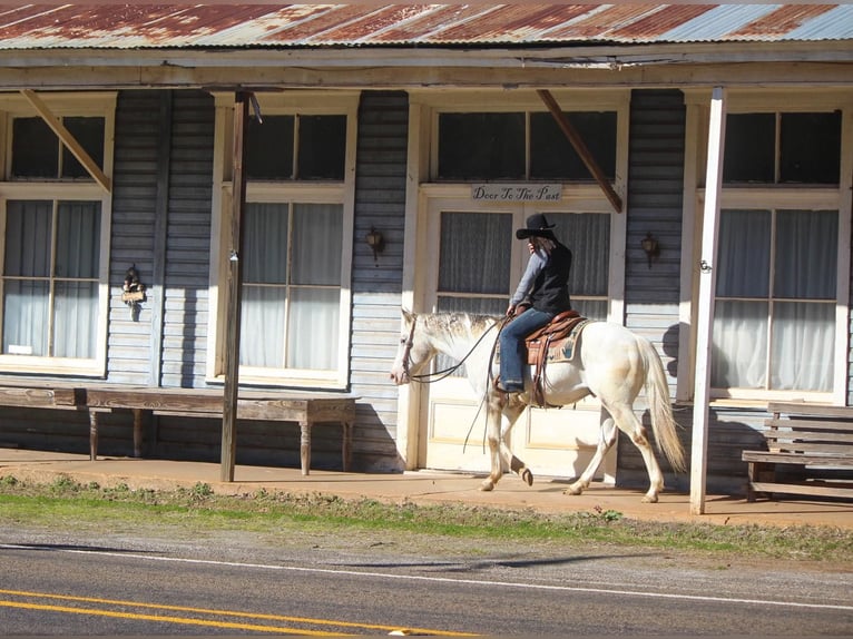 American Quarter Horse Gelding 9 years White in RUSK TX